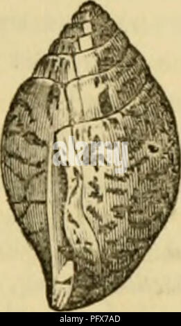 . Règne Animal de Cuvier : organisées en fonction de son organisation. Les animaux. Des observations de Van Hasselt il me semble que nous devons ici organiser les Scarabes, Montf. La coquille est de forme ovale, et le contrat par de grandes dents projection du côté columellar ainsi que la lèvre extérieure : tliis lèvre est gonflé, et comme l'animal, il est à nouveau après chaque demi-fuseau, la coque est plus proéminent sur deux lignes, et a un aspect aplati. Les animaux qui vivent sur les plantes aquatiques dans l'archipel. Intlian Les deux genres qui suivent ont été misarranged parmi les volutes. AuRiccLA, Lam.,- Banque D'Images