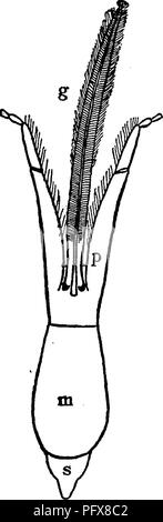 . Un manuel pour l'étude des insectes. Les insectes. H YMEN OP TERA. 667 de l'(Fig. du mentum 795) ; les secteurs de l'palpi labiaux sont également allongée. Une différence remarquable dans les habitudes existe parmi les différentes espèces de cette famille : certains sont solitaires, d'autres sont inquilines ; et quelques sont sociaux. Parmi les espèces solitaires nous trouver une plus grande variation dans la forme du nid que nous avons trouvé parmi les guêpes solitaires ou parmi les digger- les guêpes. Certaines de ces abeilles sont mineurs, creuser des tunnels dans le sol ; d'autres sont maçons, faire leurs nids hors du mortier- comme de la boue ; certains sont menuisiers, Banque D'Images