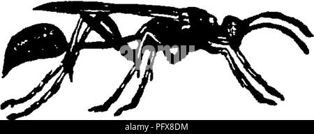 . Un manuel pour l'étude des insectes. Les insectes. H YMEN OP TERA. 65 r le thorax n'est pas prolongée en arrière de chaque côté à la base de l'aile antérieure. Mais la caractéristique la plus frappante est que le premier segment de l'abdomen est généralement réduit en un long pétiole, doux, rond (Fig. 772), ce qui suggère le nom populaire donné ci-dessus. Le ve- nation des ailes de l'un de nos plus d'espèces communes est représenté par la Fig. 773. L'aile antérieure. Fjg. 772.-PeloJ cetnentarius&gt;CEU.. Veuillez noter que ces images sont extraites de la page numérisée des images qui peuvent avoir été retouchées numériquement pour readabilit Banque D'Images