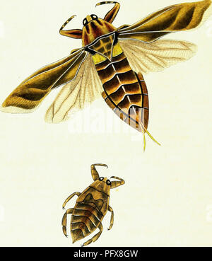 . L'histoire naturelle des insectes de Chine, contenant plus de deux cent vingt figures et descriptions. Les insectes. . Veuillez noter que ces images sont extraites de la page numérisée des images qui peuvent avoir été retouchées numériquement pour plus de lisibilité - coloration et l'aspect de ces illustrations ne peut pas parfaitement ressembler à l'œuvre originale.. Donovan, E. (Edward), 1768-1837 ; Westwood, J. O. (Jean Abdias), 1805-1893 ; Donovan, E. (Edward), 1768-1837. Quintessence de l'histoire naturelle des insectes de la Chine. Londres, H. G. Bohn Banque D'Images