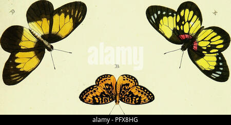 Cette image présente des papillons étrangers d'Asie, d'Afrique et d'Amérique, en se concentrant sur l'ordre des lépidoptères. Ces illustrations mettent en évidence la diversité des espèces de papillons à travers les continents, fournissant un aperçu précieux de leur distribution et de leurs caractéristiques dans différents environnements. Banque D'Images