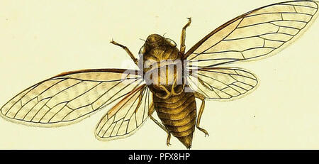 . L'histoire naturelle des insectes de Chine, contenant plus de deux cent vingt figures et descriptions. Les insectes. . Veuillez noter que ces images sont extraites de la page numérisée des images qui peuvent avoir été retouchées numériquement pour plus de lisibilité - coloration et l'aspect de ces illustrations ne peut pas parfaitement ressembler à l'œuvre originale.. Donovan, E. (Edward), 1768-1837 ; Westwood, J. O. (Jean Abdias), 1805-1893 ; Donovan, E. (Edward), 1768-1837. Quintessence de l'histoire naturelle des insectes de la Chine. Londres, H. G. Bohn Banque D'Images