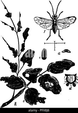 . Un manuel pour l'étude des insectes. Les insectes. H YMEN OP TEKA. 6ll est composé de deux segments (Fig. 737, ff), alors que dans les Hyménoptères piqueurs il se compose d'un seul segment. Il peut y avoir des exceptions à cette règle, parmi les membres de la minute ; Terebrantia mais au débutant aura à peine d'entreprendre l'étude de ces. Tenthredinid^ la famille (dix-thre-din'i-dae ;. T/A VU-mouches, dans cette famille, la tête et le thorax sont larges ; la base de l'abdomen n'est pas mince, comme dans la plupart des Hyménoptères, mais largement jointes sur le thorax (Fig. 743, 958 ; et l'a'bdomen. Fig. 743.- L'Invasion Acridienne a vu Banque D'Images