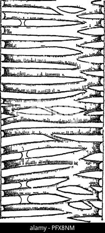 . Principes de l'anatomie et la physiologie de la cellule végétale. Les cellules et les tissus des végétaux. La cellule végétale. Sapin 91/. 33 couches secondaires. sont déposés sous la forme d'un net-wurk, ou des croix sur les fibres parallèles transverses ou^ partitions oblique de l'utricles vasculaire, alors que la membrane primaire est régulièrement absorbé entre ces fibres, de sorte que la communication ouverte entre le utricles vasculaire n'est pas interrompu. Ohserv. 3. Dans la description de l'structiu^e des cellules et des vaisseaux, J'ai mentionné la spirale et réticulés coui*et des fibres que deux modifications distinctes o Banque D'Images