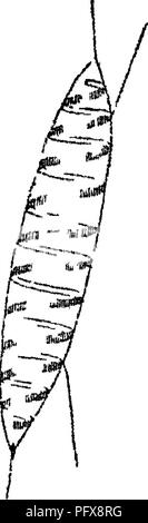 . Principes de l'anatomie et la physiologie de la cellule végétale. Les cellules et les tissus des végétaux. La cellule végétale 15 Fig. Ctll iiom mm "LH" les cellules T de la couche corticale dans la sphaigne, l'Cactaeea^^ liairs en particulier, layervS du tégument dans Gasimrina^ Salvia, beaucoup de Po- lemoniacese, &amp;c, et dans de nombreuses usines à l'anthère-celk. Paiti organes- composé de tels :&amp;brous cellules, pas unfie possèdent souvent une consistance molle, spongieuse, e g., l'écorce externe de la racine de nombreuses régions tropicales et Oichidaceas Aroideae, lUecebrum vertidllatum les sépales, de Oachrys Morisom le péricarpe, (7. Banque D'Images