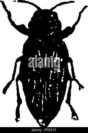 Ce manuel, rédigé par John Henry Comstock et Anna Botsford Comstock, sert de guide pour l'étude des insectes, offrant des descriptions détaillées de diverses espèces et de leurs comportements, y compris leurs rôles dans les écosystèmes. Banque D'Images