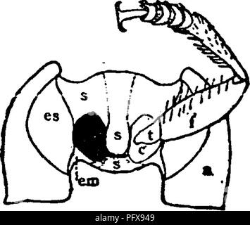Ce manuel sert de guide détaillé pour l'étude des insectes, couvrant divers aspects de l'entomologie, y compris la classification, l'anatomie et le comportement. Il se concentre sur les segments thoraciques et les cavités des jambes, qui sont des caractéristiques clés dans la classification des coléoptères, aidant à identifier les espèces de coléoptères et leur structure anatomique. Banque D'Images