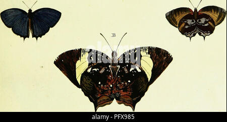 Cette illustration présente diverses espèces de papillons d'Asie, d'Afrique et d'Amérique, contribuant à l'étude mondiale des lépidoptères et de leur rôle dans les écosystèmes. Banque D'Images