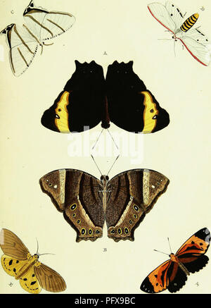 Cette illustration de Cramer et Stoll présente des papillons exotiques trouvés en Asie, en Afrique et en Amérique. Les dessins détaillés mettent en évidence diverses espèces de l'ordre des lépidoptères, en mettant l'accent sur leurs caractéristiques et habitats distinctifs. Banque D'Images