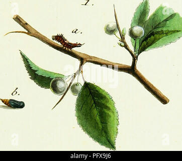 Cet ouvrage documente l’histoire et la classification des papillons européens, y compris des illustrations de Jacob Hübner. Il explore les diverses espèces et leurs caractéristiques à travers le continent européen. Banque D'Images