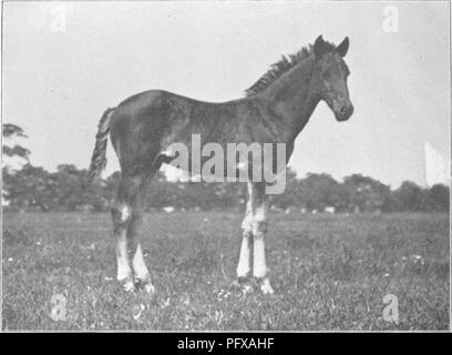 Ce traité se concentre sur la conformation, les mouvements, les races et le développement évolutif du cheval. Il couvre les aspects essentiels de l'anatomie équine, de la marche et des caractéristiques de la race, ainsi que les processus évolutifs qui ont façonné les chevaux modernes. Il comprend également des illustrations détaillées pour une meilleure compréhension du sujet. Banque D'Images