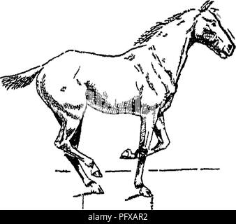 Ce traité couvre divers aspects de l'anatomie et de la physiologie du cheval, y compris les différentes races, mouvements, conformation et développement évolutif, fournissant un guide complet pour comprendre les chevaux. Banque D'Images