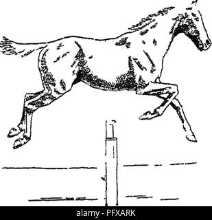 Ce traité sur le cheval couvre sa conformation, ses mouvements, ses races et son évolution, offrant de précieuses informations sur l'anatomie et l'histoire des chevaux. Banque D'Images