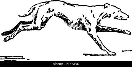 Ce traité couvre la conformation, les mouvements et les races du cheval, offrant un aperçu de son évolution dans le temps. Il explore les caractéristiques physiques et les types de chevaux, parallèlement à leur développement historique. Banque D'Images