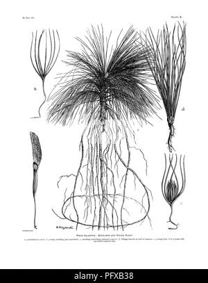 . Rapport sur l'enquête forestière du Ministère de l'agriculture. 1877-1898. Les forêts et la foresterie. . Veuillez noter que ces images sont extraites de la page numérisée des images qui peuvent avoir été retouchées numériquement pour plus de lisibilité - coloration et l'aspect de ces illustrations ne peut pas parfaitement ressembler à l'œuvre originale.. B. E. Fernow, Eduard (Bernhard), 1851-1923 ; United States. Service des forêts. Washington, Govt. imprimer. off. Banque D'Images