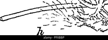 . Bactériologie et mycologie d'aliments. L'alimentation. n. ..Jff^fS. ^pj-w Fig. 47 -Rhizopus nigricans Ehrenberg (après Brefeld ) (a) est l'extrémité d'un stolon, qui a développé dans la appressonum {h) Ce dernier est le point de départ de l'sporangiophores (t) dont quatre sont affichées avec les sporanges (&amp ;) continue, tandis que la columelle (") est tout ce qui reste de la cinquième Magn 30 identification des moisissures. L'mucoraceae ne possèdent pas ces parois transversales ordinairement. Fructib&amp;cation. Ceci a lieu sur le hyphse fertiles qui portent les organes de fructification. Un très grand nombre de spores se forment e Banque D'Images