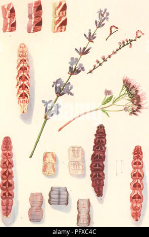 Cette illustration scientifique présente Eupithecia, un genre de mites, en se concentrant sur la variété connue sous le nom d'Absinthiata. L'image comprend des représentations détaillées des caractéristiques de l'espèce, mettant en évidence les caractéristiques morphologiques clés pour la classification. Le travail présente ces illustrations dans le cadre d'une étude plus large des lépidoptères, en mettant l'accent sur l'exactitude et l'identification. Banque D'Images