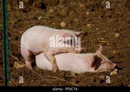 Mignon deux porcelets jouant dans la boue sur une ferme Banque D'Images