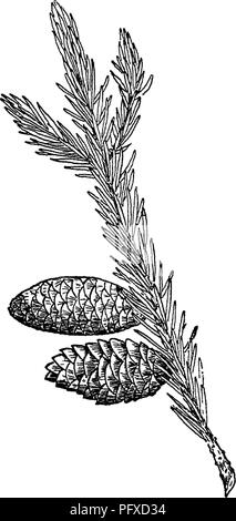 Ce livre couvre divers aspects de la foresterie, y compris l'identification et la classification des arbres et des plantes comme l'épinette rouge. Il comprend des illustrations et des explications sur les pratiques forestières et la croissance des arbres. Banque D'Images