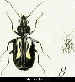 . Iconographie et histoire naturelle des coleÌopteÌres d'Europe ;. Les coléoptères ; Entomologie. i . D . Glabratus. 2 . D . Corticalis â 5 . D . Pallipes . 4 . D Spilotus . 5 . D . JHmctatellus 6 . D Tnmcatellus - y . D Quadrillum . 8 Â Â ¢ D Albonotatua. Veuillez noter que ces images sont extraites de la page numérisée des images qui peuvent avoir été retouchées numériquement pour plus de lisibilité - coloration et l'aspect de ces illustrations ne peut pas parfaitement ressembler à l'œuvre originale.. Dejean, Pierre FrancÌ§ois Marie Auguste, comte, 1780-1845. Paris, MeÌquignon-Marvis Banque D'Images