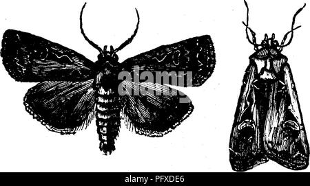 . Les insectes nuisibles pour les fruits. Illustré de quatre cent quarante coupes de bois. Les insectes nuisibles. Fig. 340. aussi avec ses ailes fermées. Il est d'une couleur brun foncé, gris, avec les marquages de couleur chair. Le marquage est très typique, et il devrait être facilement reconnu par les chiffres. La Rustique à damiers, Agrotis tes- sellata Harris (Fig. 340), est d'une couleur sombre- ash, avec deux taches pâles sur les ailes avant en^ alternant avec un triangle et un carré presque point noir.. Veuillez noter que ces images sont extraites de la page numérisée des images qui peuvent avoir été retouchées numériquement pour readab Banque D'Images