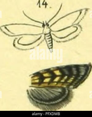 Cette illustration de 'Abbildung und Beschreibung europäischer Schmetterlinge' présente une représentation systématique des papillons européens (lépidoptères). Le travail sert de référence pour l’identification et la classification des espèces de papillons à travers l’Europe, contribuant ainsi à la compréhension de la biodiversité des lépidoptères. Banque D'Images