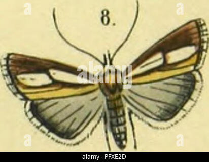Cette illustration tirée de 'Abbildung und Beschreibung europäischer Schmetterlinge' montre des papillons européens disposés dans un ordre systématique. Les travaux, de Sigmund von Praun, fournissent des descriptions détaillées des espèces de papillons trouvées en Europe, offrant une vision scientifique de la biodiversité des lépidoptères. Banque D'Images