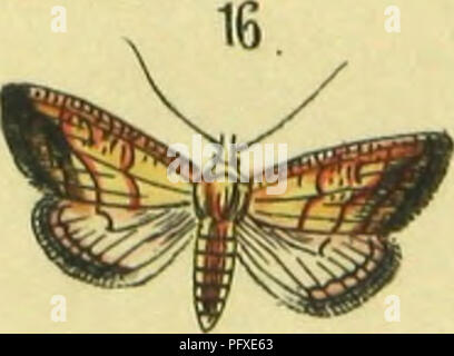 Le livre 'Abbildung und Beschreibung europäischer Schmetterlinge' fournit des illustrations et des descriptions des papillons européens dans un ordre systématique. Il offre un aperçu de la classification et des caractéristiques morphologiques de diverses espèces de papillons à travers l'Europe. Le travail est une ressource pour les entomologistes et les amateurs de papillons, contribuant à l'étude des lépidoptères en Europe. Banque D'Images