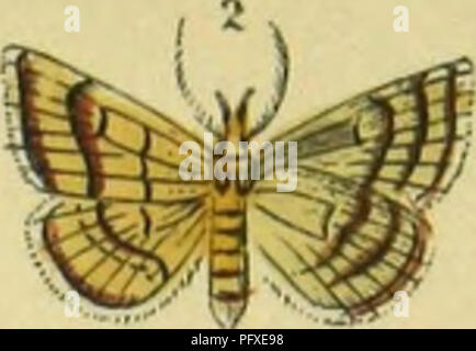 Cette illustration de 'Abbildung und Beschreibung europäischer Schmetterlinge' présente diverses espèces de papillons européens, organisées de manière systématique. Il sert de guide pour comprendre la diversité et les caractéristiques des lépidoptères présents en Europe, contribuant ainsi aux études entomologiques. Banque D'Images