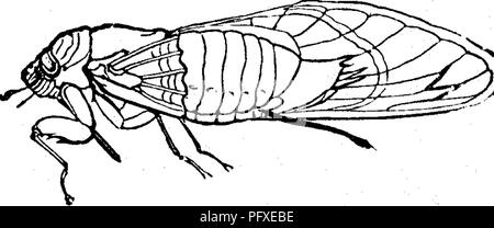 . Les insectes nuisibles pour les fruits. Illustré de quatre cent quarante coupes de bois. Les insectes nuisibles. Attaquer les branches. 39 Le premier corps est doux et blanc, à l'exception d'une tache noire sur le dos, et les ailes sont petites et tendres, mais à moins d'une heure sont complètement développés, et avant le matin les insectes adultes sont aptes à voler. Ils ont parfois question de la terre dans d'immenses numéros ; au-dessus de quinze cents ont été connus pour se présenter sous un seul arbre par Apple, et dans certains endroits, l'ensemble de la surface du sol a, par leurs activités, semblait presque aussi pleine de trous comme un miel-comb. Recours internes.-sur e Banque D'Images