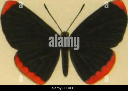 Cette illustration présente des espèces nouvellement décrites de lépidoptères de la région de Loja en Équateur, comme documenté dans les travaux scientifiques de Paul Dognin. Il présente divers papillons et papillons de nuit, ajoutant des données précieuses à la connaissance de l'entomologie et de la biodiversité sud-américaines. Banque D'Images