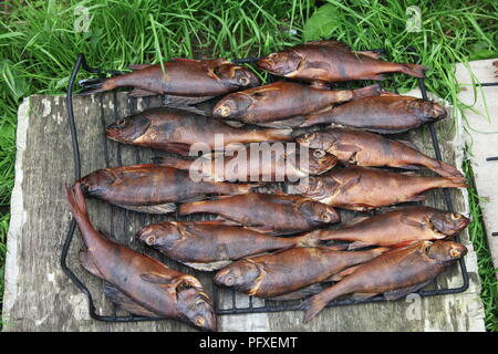 Poissons la perche fumé sur le tabagisme grill Banque D'Images