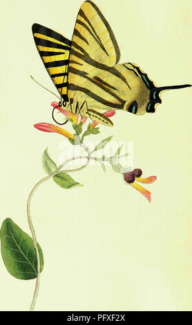 . L'histoire naturelle des insectes britanniques ; expliquant dans leurs plusieurs membres, avec les périodes de leurs transformations, leur nourriture, l'oeconomie, &amp;c. avec l'histoire de ces minutes insectes comme nécessitant une enquête par le microcsope. L'ensemble illustré par des chiffres de couleur, conçu et exécuté à partir de spécimens vivants. Les insectes ; les insectes. 101. Veuillez noter que ces images sont extraites de la page numérisée des images qui peuvent avoir été retouchées numériquement pour plus de lisibilité - coloration et l'aspect de ces illustrations ne peut pas parfaitement ressembler à l'œuvre originale.. Donovan, E. (Edward Banque D'Images