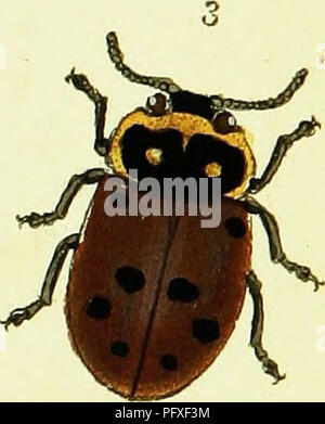 . L'histoire naturelle des insectes britanniques ; expliquant dans leurs plusieurs membres, avec les périodes de leurs transformations, leur nourriture, l'oeconomie, &amp;c. avec l'histoire de ces minutes insectes comme nécessitant une enquête par le microcsope. L'ensemble illustré par des chiffres de couleur, conçu et exécuté à partir de spécimens vivants. Les insectes ; les insectes. * ?' 1. Veuillez noter que ces images sont extraites de la page numérisée des images qui peuvent avoir été retouchées numériquement pour plus de lisibilité - coloration et l'aspect de ces illustrations ne peut pas parfaitement ressembler à l'œuvre originale.. Donovan, E. (Edwa Banque D'Images