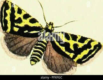 . L'histoire naturelle des insectes britanniques ; expliquant dans leurs plusieurs membres, avec les périodes de leurs transformations, leur nourriture, l'oeconomie, &amp;c. avec l'histoire de ces minutes insectes comme nécessitant une enquête par le microcsope. L'ensemble illustré par des chiffres de couleur, conçu et exécuté à partir de spécimens vivants. Les insectes ; les insectes. . Veuillez noter que ces images sont extraites de la page numérisée des images qui peuvent avoir été retouchées numériquement pour plus de lisibilité - coloration et l'aspect de ces illustrations ne peut pas parfaitement ressembler à l'œuvre originale.. Donovan, E. (Edward), Banque D'Images