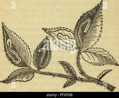 . L'architecture de l'insecte. Les insectes. 234 L'ARCHITECTURE DES INSECTES. Les chenilles, la voie du progrès qui apparaît sur la surface supérieure en lignes sinueuses. Prenons l'un des plus communs de ces pour un exemple, celle de la feuille de rose, produite par la chenille de Ray's golden-argent spot (Argyromiges Rayella ? Curtis), dont nous venons d'recueillies au-dessus d'une douzaine de spécimens d'un rose-arbre.*. La feuille de Rose Rose (mensuel) Tndica. exploités par les chenilles des Argyromigest Il peut être remarqué, que la ligne sinueuse est noir, ressemblant étroitement aux cours tortueux d'un fleuve sur une carte,-début comme Banque D'Images