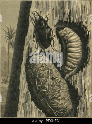 Ce travail d’Émile Blanchard explore la métamorphose, les comportements et les instincts des insectes, des myriapodes, des arachnides et des crustacés. Il met en évidence les cycles de vie et les adaptations évolutives de divers arthropodes. Banque D'Images