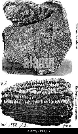 Une autre édition du dictionnaire fossile compilé par J. P. Lesley, documentant les fossiles trouvés en Pennsylvanie et dans les états voisins, tels que catalogués dans les rapports de la Commission géologique. Banque D'Images