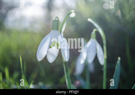 Perce-neige tôt le matin Banque D'Images