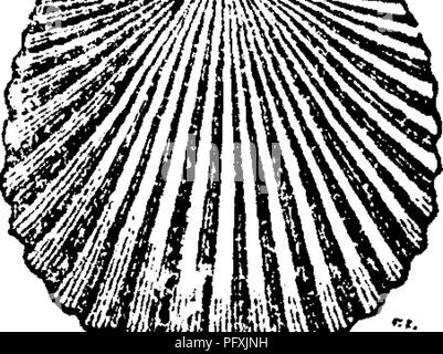 Cet ouvrage de référence fournit des descriptions détaillées des fossiles trouvés en Pennsylvanie et dans les régions avoisinantes. Il comprend des informations sur les types de fossiles, les périodes géologiques et l'importance de ces découvertes dans le contexte plus large de la recherche paléontologique. Banque D'Images