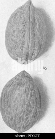 Cette encyclopédie fournit une référence complète pour les aspects pratiques et scientifiques de l'horticulture commerciale, en mettant l'accent sur la culture et le soin des fruits et légumes. Il offre des conseils sur les meilleures pratiques pour les producteurs, mettant en évidence les techniques essentielles pour des rendements optimaux dans divers climats. Banque D'Images
