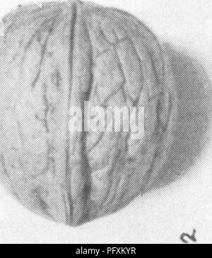 Ce système de référence complet se concentre sur l'horticulture commerciale, détaillant les aspects scientifiques et pratiques liés à la culture des fruits et légumes. Il couvre un large éventail de pratiques horticoles et comprend des informations détaillées sur diverses cultures et techniques de culture. Banque D'Images