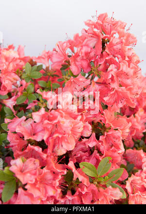 Détail de fleurs de rhododendron isolé sur fond blanc Banque D'Images