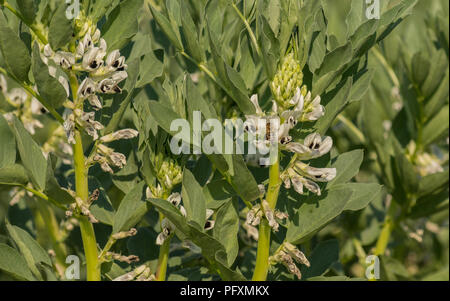 Fleurs de la féverole dans le champ Banque D'Images