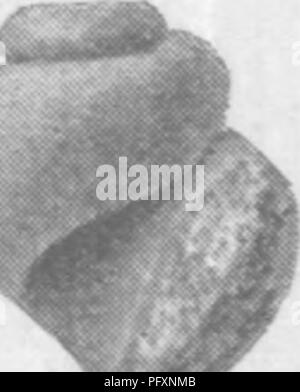 . Gasteropoda et des céphalopodes de l'argiles Raritan et marnes sables verts du New Jersey. Gastropoda, combustibles, combustibles, des céphalopodes, la paléontologie. . Veuillez noter que ces images sont extraites de la page numérisée des images qui peuvent avoir été retouchées numériquement pour plus de lisibilité - coloration et l'aspect de ces illustrations ne peut pas parfaitement ressembler à l'œuvre originale.. Whitfield, Robert Parr, 1828-1910 ; New Jersey Geological Survey. [Rapport sur la paléontologie]. Trenton, J. L. Murphy Pub. Co. Banque D'Images