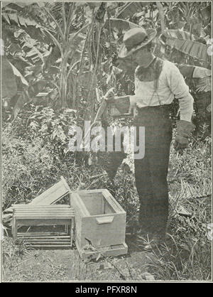 . L'examen de Cuba. Cuba -- Périodiques. La CUBA REVI B W 17.  ; Transferrines â   S.varm des abeilles sur un tas de B.tninas à une ruche royal palm fournir une grande partie de la nourriture des insectes, et il y a un petit, indigène, à gorge, court et très odorante "gloire du matin" qui s'exécute sur l'émeute d'autre végétation. C'est la principale fonction de la récolte de miel. Le président Menocal a obtenu des États-Unis de la semence" ou "Mellilotus mélilot, et est. Veuillez noter que ces images sont extraites de la page numérisée des images qui peuvent avoir été retouchées numériquement pour lire Banque D'Images