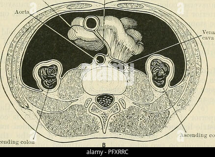 . Cunningham's Text-book de l'anatomie. L'anatomie. Ligament spléno-rénal petit intestin rein droit le mésentère abdomen et certains autres cavités, est de faciliter les mouvements des viscères contenus durant toute l'évolution de la taille ou de la forme qu'elles ou leur cavité contenant peuvent subir. Dans ces conditions, malgré la pression de la tonique sur la paroi abdominale de son contenu, l'estomac et les intestins sont libres de se déplacer avec la plus grande facilité et le moins de friction, lorsqu'un changement se produit soit dans les organes eux-mêmes ou dans leur environnement. Le péritoine est Banque D'Images