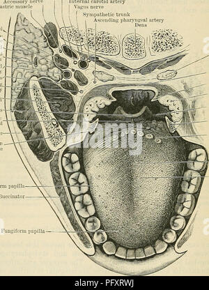 . Cunningham's Text-book de l'anatomie. L'anatomie. 1136 LE SYSTÈME DIGESTIF. processus appelé le lobe glénoïde est trouvé, passant dans la partie postérieure ou tympanique de la cavité glénoïde. Un autre s'exécute dans l'intervalle entre les sterno mastoïde et muscles digastrique - ; et un processus pharyngée se rencontre parfois en marche vers le dedans en avant du processus styloïde vers le côté du pharynx. Une extension ptérygoïde, entre les deux muscles ptérygoïde, ne peut pas être dit d'exister. Intégré dans la surface superficielle il y a généralement plusieurs petits ganglions arrondis, ce qui peut être reconn Banque D'Images