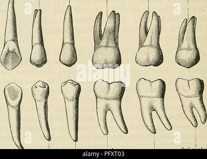 . Cunningham's Text-book de l'anatomie. L'anatomie. • [ L'Incisive latérale 1ère 1ère prémolaire molaire molaire | 3ème Canine incisive centrale • 2e molaire prémolaire 2e fig. 882.-Les dents permanentes du côté droit, l'aspect multilingue. La ligne supérieure montre les dents du haut, la ligne inférieure les dents du bas. Le cingulum est distinct sur les incisives supérieures et les deux canines, le tubercule lingual sur l'incisive latérale supérieure et les canines supérieures. l'angle latéral de la couronne est plus arrondie que la médiane. Le contre-batteur linguale de la couronne dans les incisives supérieures est généralement limitée à la gencive par une crête en forme de un Banque D'Images