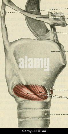 Le Text-book of Anatomy de Cunningham fournit des descriptions anatomiques détaillées, en se concentrant sur les muscles laryngés et leur fonction dans le système respiratoire. Il couvre les muscles intrinsèques du larynx et leur rôle dans la production de la voix et la gestion des voies respiratoires. Banque D'Images